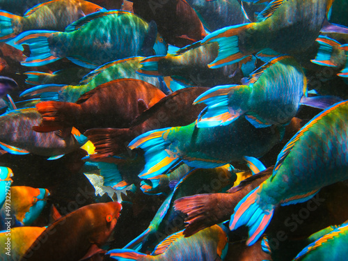 Photography Life on the coral reef - School of fish only tails pattern - Parrotfish