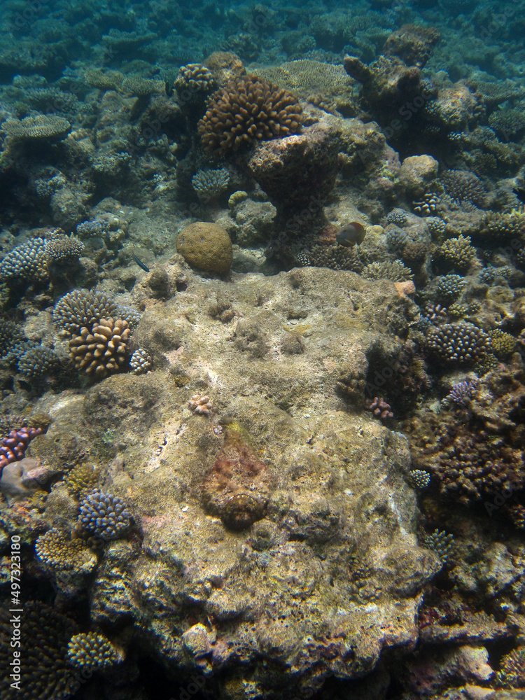 Stone Fish or Synanceia Verrucosa in the center of the image - Maldives Stone Fish or Synanceia Verrucosa in the center of the image - Maldives