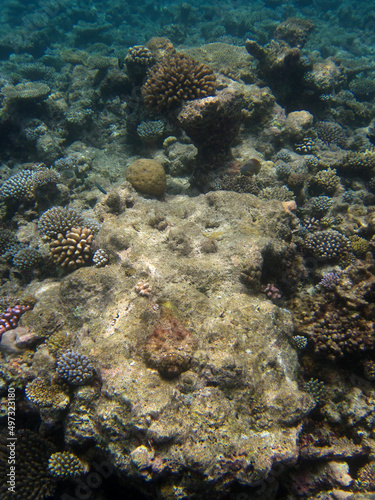 Stone Fish or Synanceia Verrucosa in the center of the image - Maldives © Fotopogledi