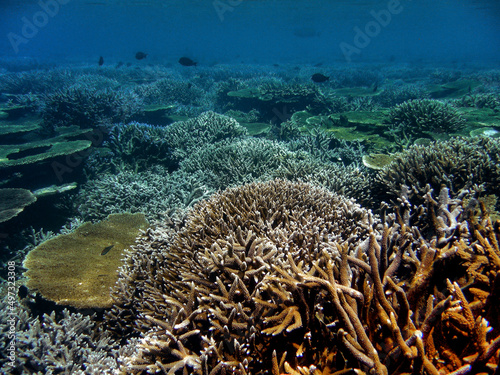 Fototapeta Naklejka Na Ścianę i Meble -  Healthy Coral reef Panorama in Indo pacific