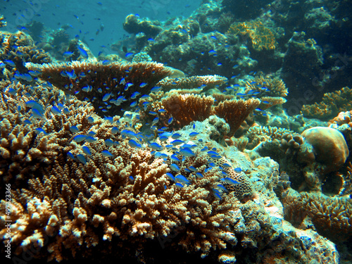 Life in the coral reef of Indo Pacific