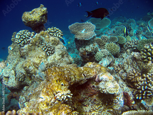 Fototapeta Naklejka Na Ścianę i Meble -  Underwater landscape Coral reef