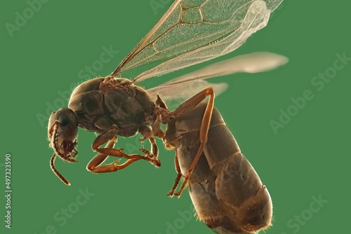 macro of a fly photo