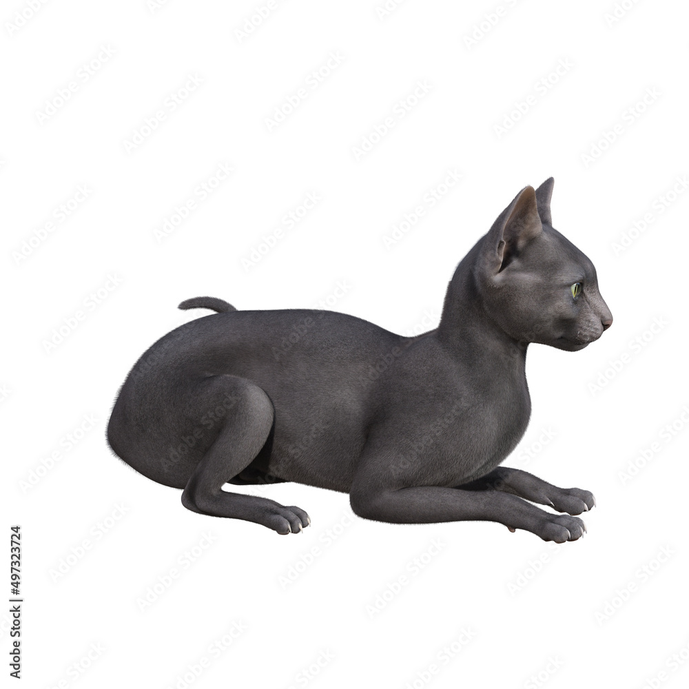 Sphynx cat isolated on white background. 3d rendering-illustration. Sphynx cat isolated on white background. 3d rendering-illustration.