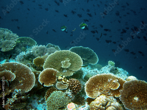 Edge of coral reef in Maldives landscape