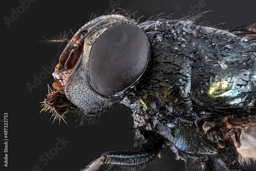 macro photography of a fly