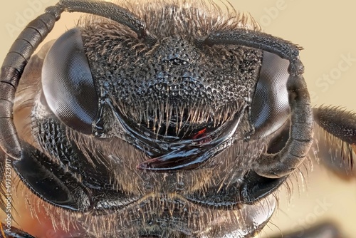 macro photography of an insect © Мария Быкова