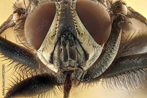 extreme close up of a fly