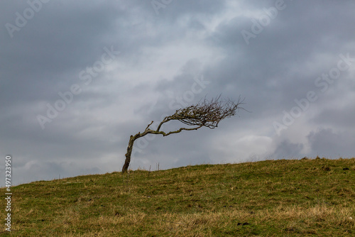 A bare windswept tree in the South Downs, on a winters day photo