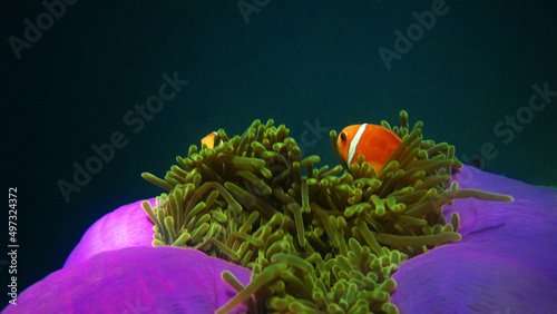 Amphiprion nigripes in Anemone Maldives photo