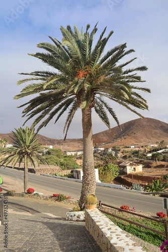 Palma rosnąca w kanaryjskim miasteczku