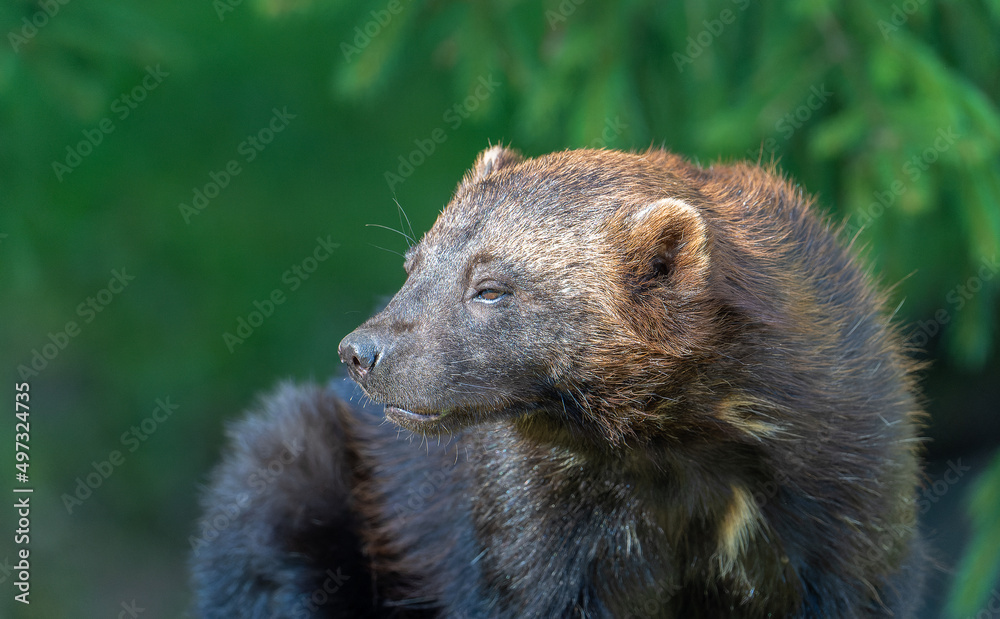 Fototapeta premium リラックスしたクズリ