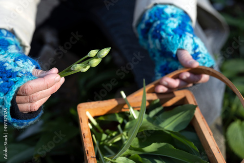 Close-up of Hands Picking Up Bunch of Uncultivated Ramson Flowers and Leaves