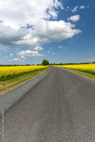 Asphalt road between fields with rapeseed