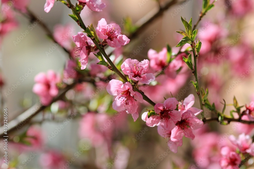 A branch of a blooming peach against the sky A branch of a blooming peach against the sky