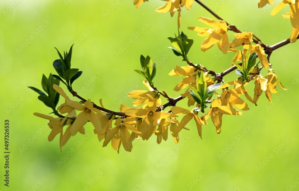 Yellow forsythia flowers on a branch in spring
