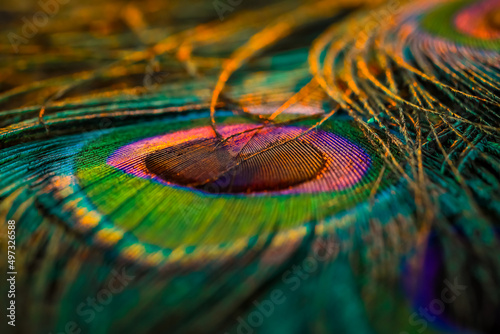 peacock feather close up, Peacock feather, Peafowl feather, Bird feather, Peacock feather background. © Sunanda Malam