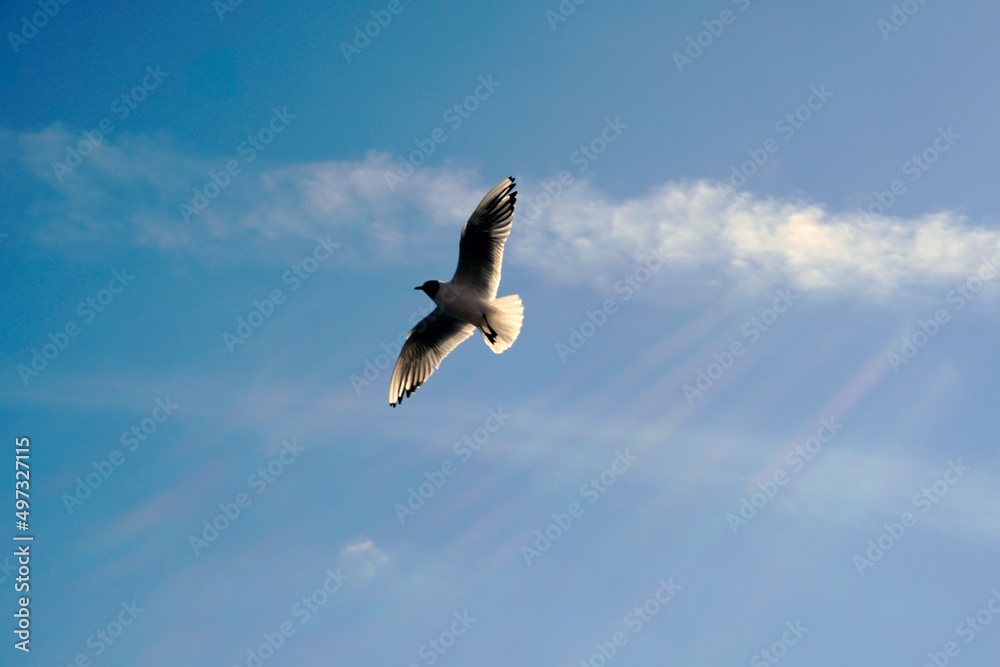 Obraz premium A seagull soars against the blue sky. Bright illumination of bird feathers.