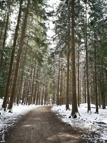 winter forest in the snow 