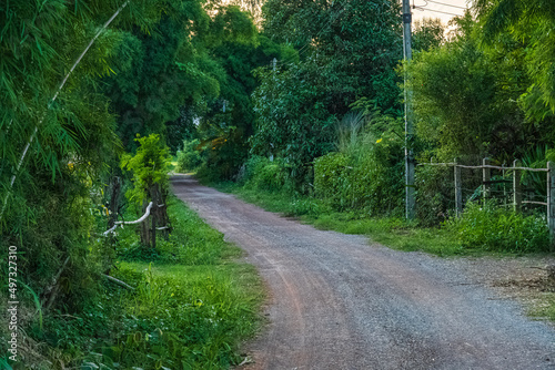 A small dirt path in a rural area in northern Thailand in the middle of a field with green rice fields.