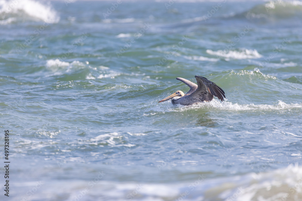 Obraz premium Pelican flapping it's wings in the ocean