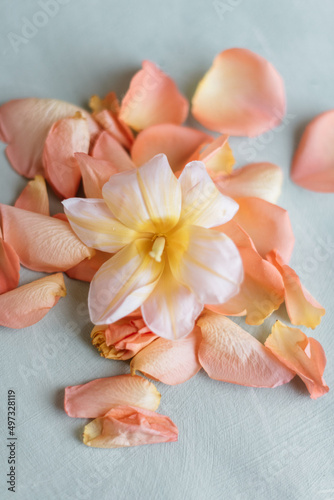 Still life lill and rose petals