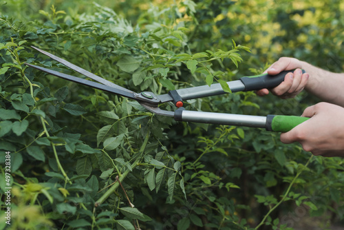 cropped view of gardener trimming bushes with pruner.