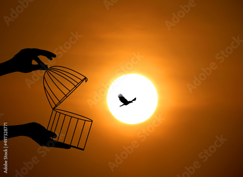 Bird Flying Out of Cage, Freedom Concept, freeing Bird from the cage, bird In cage Set Free, Freedom for animals.