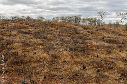 Deforestation in the Caatinga biome, semi-arid region of northeastern Brazil. Boa Ventura, Paraiba, Brazil on October 21, 2008.