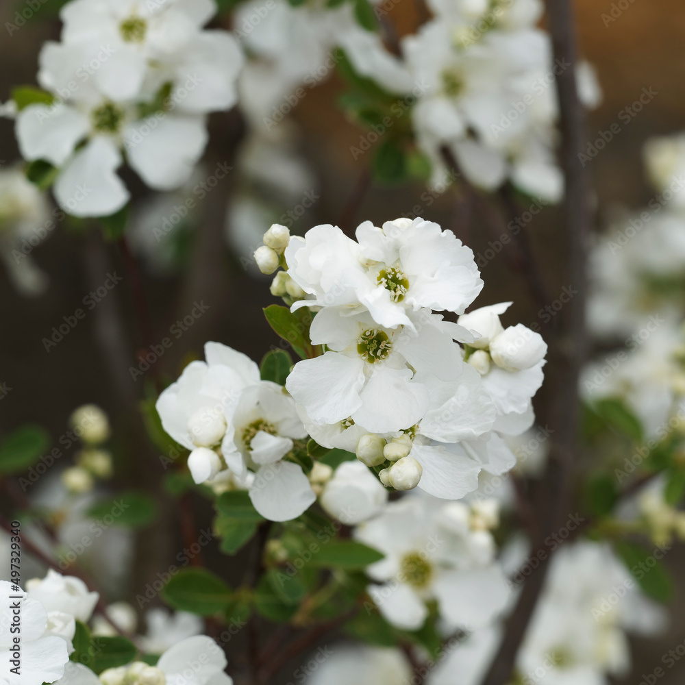 Fototapeta premium Exochorda x macrantha 'The Bride' | Buisson de Perles ou à floraison printanière dense, blanche immaculée entre des petits boutons non éclos dans un feuillage vert clair