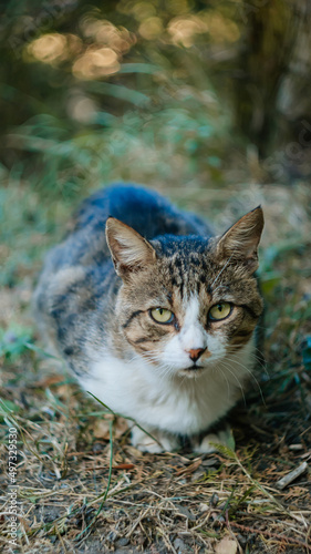 Street yard thoroughbred white and gray striped stray cat walking in town, Portrait of cute homeless abandoned pet with yellow eyes in Kyiv at sunny summer day, Garden with grass in background