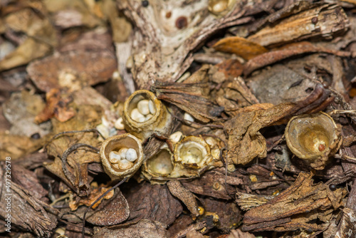 Common Bird's Nest Fungi - Crucibulum laeve photo