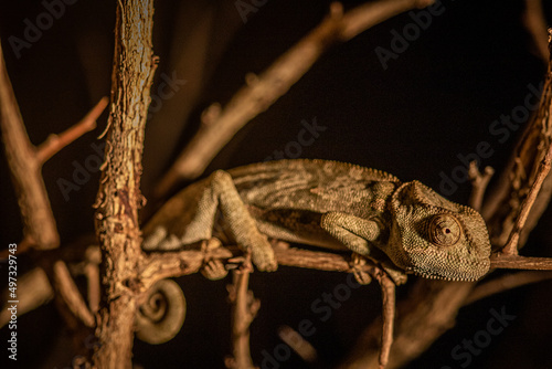 Flap-necked chameleon sitting on a branch.