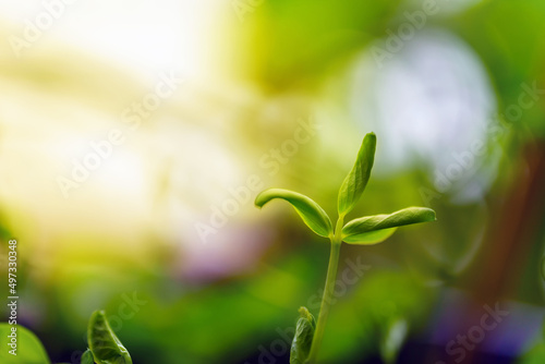 The top of the sprout of young peas on a blurred background