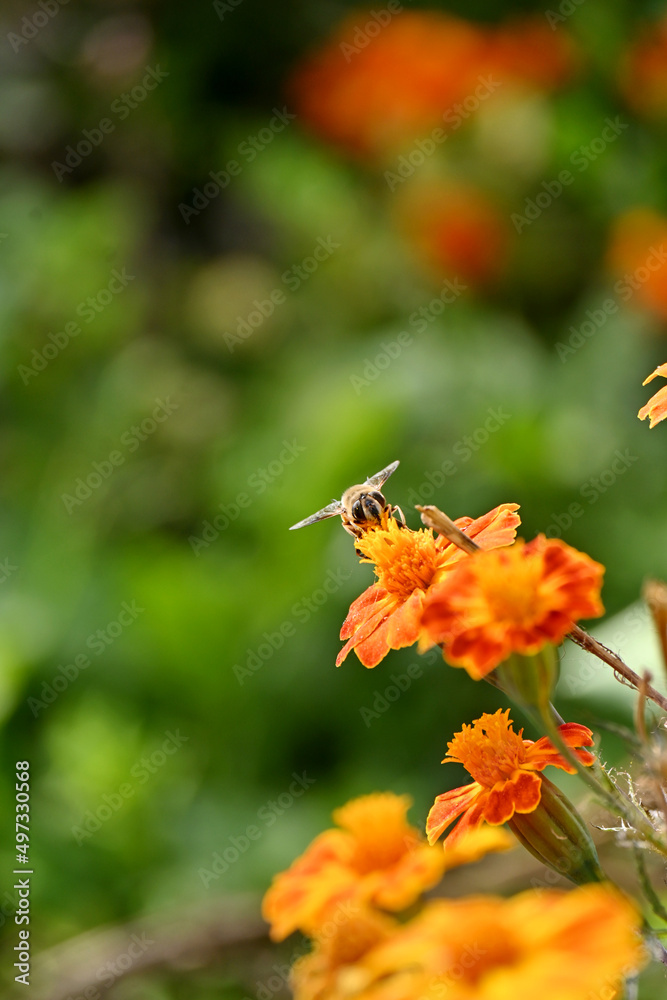 closeup the black brown honeybee take the marigold flower juice and hold on flower with plant in the garden over out o focus green brown background. closeup the black brown honeybee take the marigold flower juice and hold on flower with plant in the garden over out o focus green brown background.