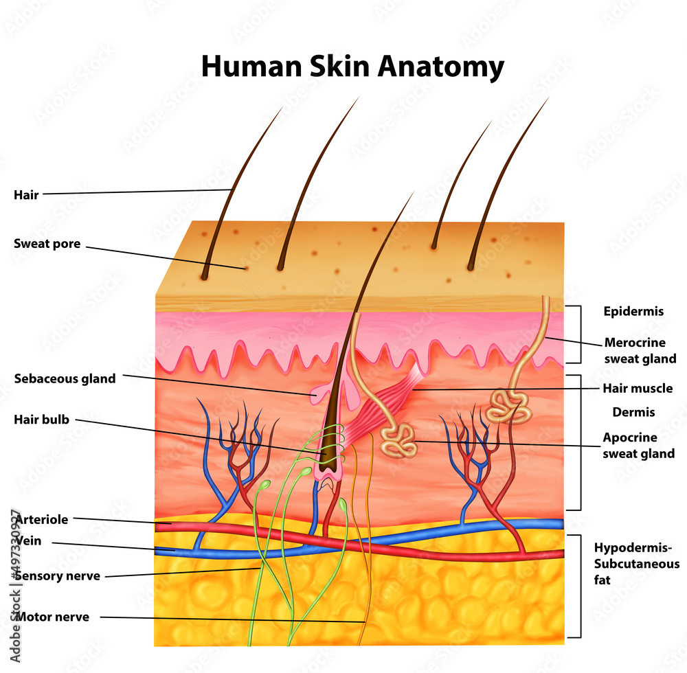 Human Skin Anatomy Stock Illustration Adobe Stock Human Skin Anatomy Stock Illustration Adobe Stock