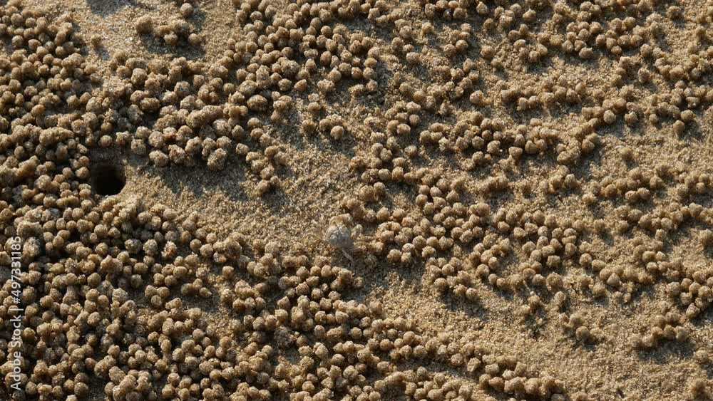 Close up ghost crab on the tropical beach , They are common shore crabs in tropical and subtropical regions throughout the world Close up ghost crab on the tropical beach , They are common shore crabs in tropical and subtropical regions throughout the world
