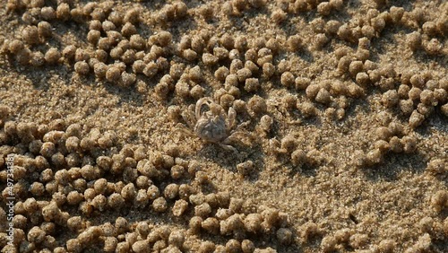 Close up  ghost crab on the tropical beach , They are common shore crabs in tropical and subtropical regions throughout the world
