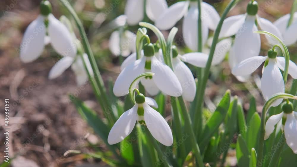 Closeup shot of fresh early snowdrops or common snowdrops Galanthus nivalis Closeup shot of fresh early snowdrops or common snowdrops Galanthus nivalis