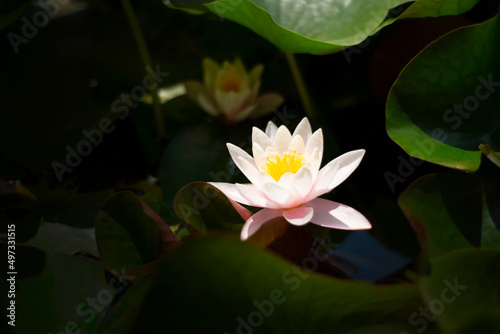 Water lily On a black background. Lotus. Copy space For text.