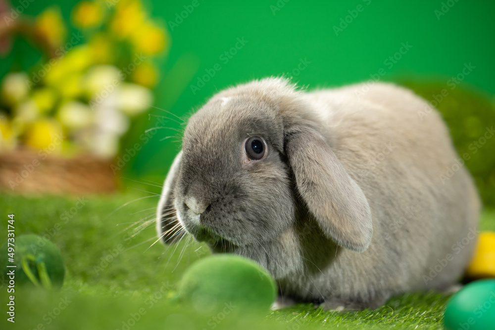 Easter bunny sitting near Easter eggs, green grass. Cute colorful bunny, green background, spring holiday, symbol of Easter, rabbits crawling on the green grass Easter bunny sitting near Easter eggs, green grass. Cute colorful bunny, green background, spring holiday, symbol of Easter, rabbits crawling on the green grass