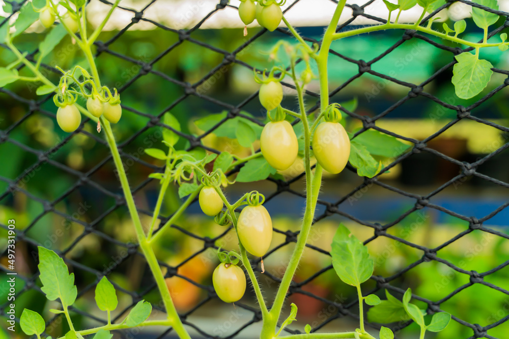 Tomato garden background bright and easy on the eyes Tomato garden background bright and easy on the eyes