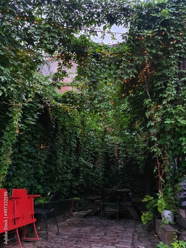 green long liana in an abandoned park