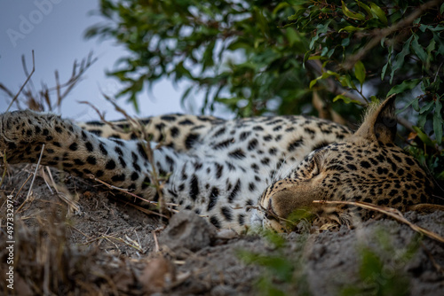 Close up of a Female Leopard sleeping.