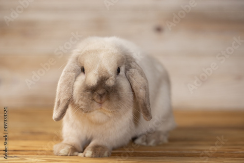 Lovely bunny easter rabbits on wooden light background. beautiful lovely pets.