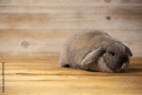 Lovely bunny easter rabbits on wooden light background. beautiful lovely pets.