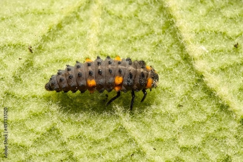 black and yellow caterpillar on a leaf