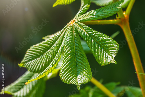 Green Chestnut Leaves in beautiful light. Spring season, spring colors.