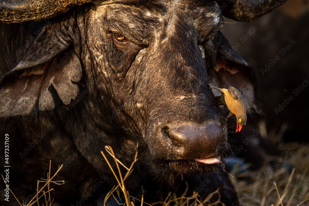 Fototapeta premium Close up of an old African buffalo with an Oxpecker.