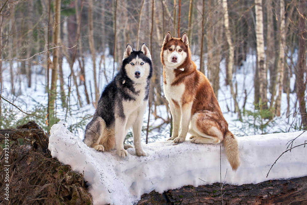 A couple of Siberian huskies dog sit on fallen tree in winter forest